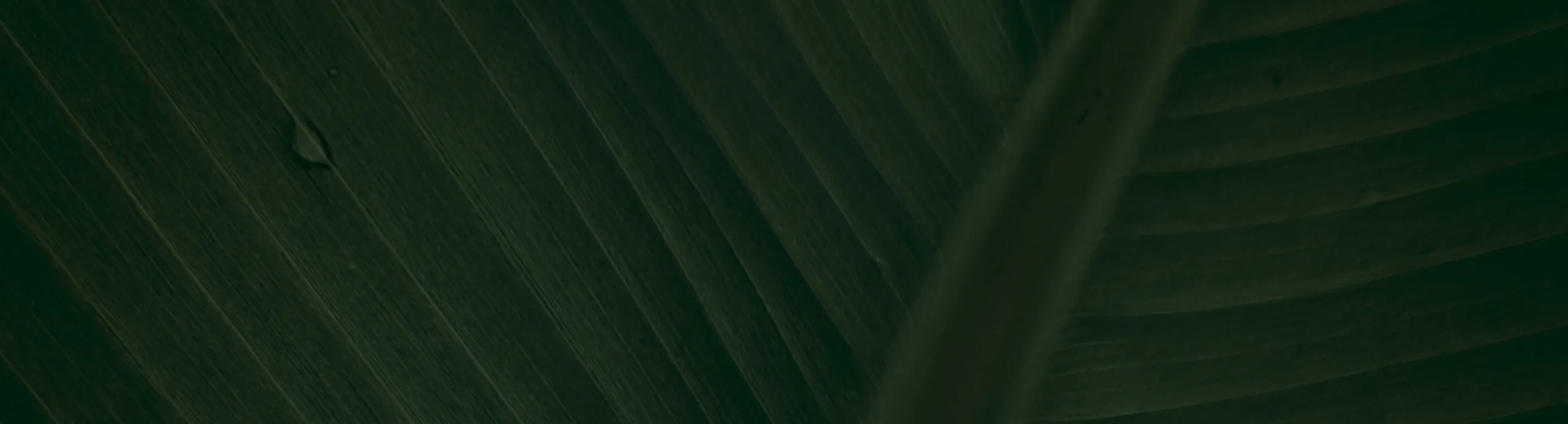 4Life Transfer Factor Plus